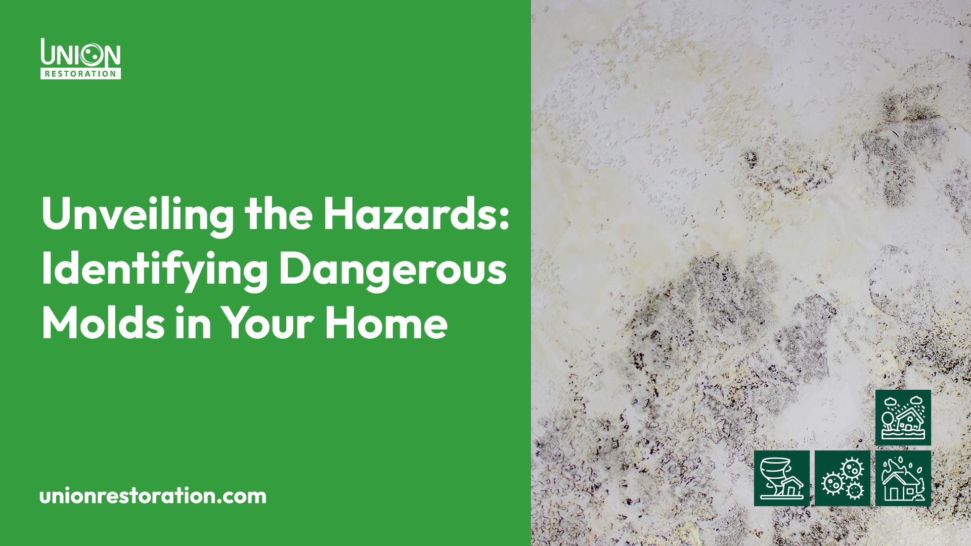 Unveiling the Hazards Identifying Dangerous Molds in Your Home